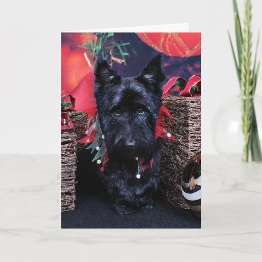 クリスマス – スコットランド – ペイズリー (正面)