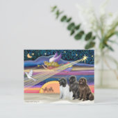 クリスマス·スター-ニューファンドランド(3) シーズンポストカード (スタンド正面)