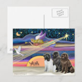 クリスマス·スター-ニューファンドランド(3) シーズンポストカード (正面/裏面)