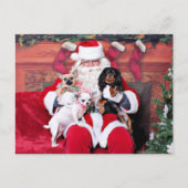 クリスマス – チワハスとカバリエ (正面)