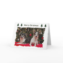 クリスマス・チワワ