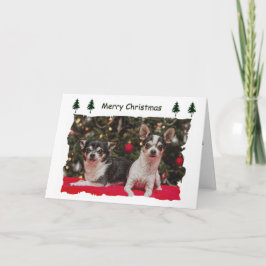 クリスマス・チワワ シーズンカード
