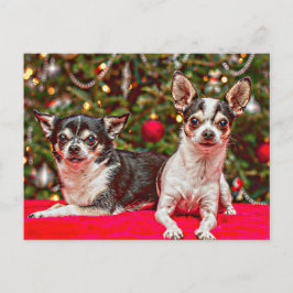 クリスマス・チワワ シーズンポストカード