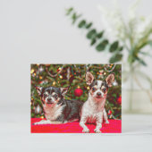 クリスマス・チワワ シーズンポストカード (スタンド正面)