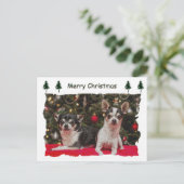 クリスマス・チワワ シーズンポストカード (スタンド正面)