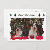 クリスマス・チワワ シーズンポストカード (正面/裏面)