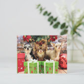 クリスマス – チワワ – 青大切- Yogi (スタンド正面)