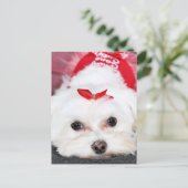 クリスマス – ティンカーベル – マルチーズ (スタンド正面)