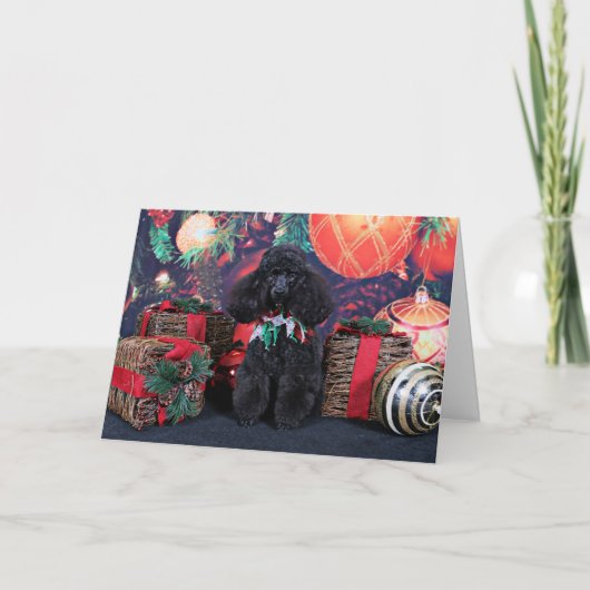 クリスマス – トビー – プードル (正面)