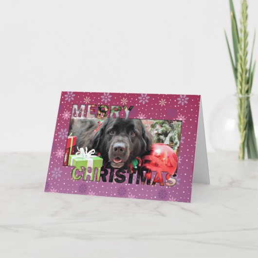 クリスマス – ニューファンドランド – Izzie (正面)