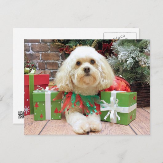 クリスマス – ハバニーズ – Mason (正面/裏面)