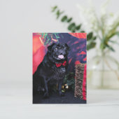 クリスマス – パグ – リトルモー (スタンド正面)