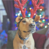 クリスマス・ホリデー・ドッグ・ステッカー シール (正面)