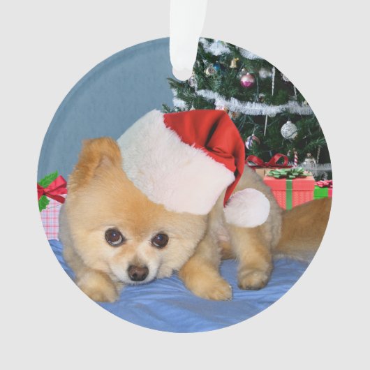 クリスマス、ポメラニア犬犬、サンタの帽子 オーナメント (正面)