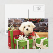 クリスマス-マルチーズ-フラッシュ シーズンポストカード (正面/裏面)