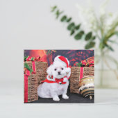 クリスマス – マルチーズ- Zoey (スタンド正面)