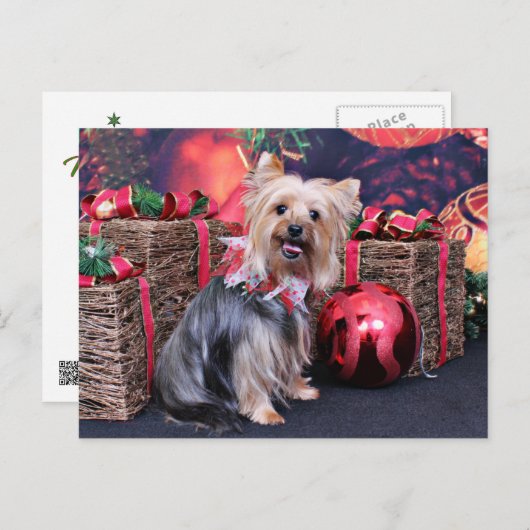 クリスマス-ヨークシャーテリア- Abby シーズンポストカード (正面/裏面)