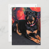 クリスマス-ロットワイラー- Nalani シーズンポストカード (正面/裏面)