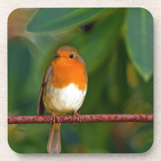 クリスマス・ロビン コースター (正面)