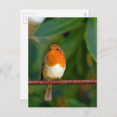 クリスマス・ロビン シーズンポストカード (正面/裏面)