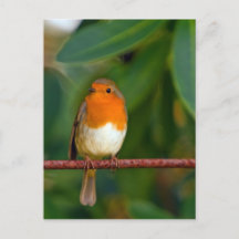 クリスマス・ロビン