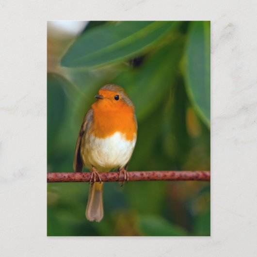 クリスマス・ロビン シーズンポストカード (正面)