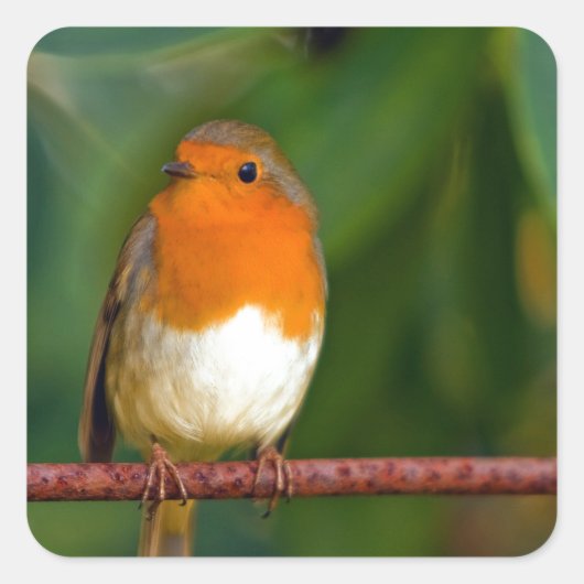 クリスマス・ロビン スクエアシール (正面)