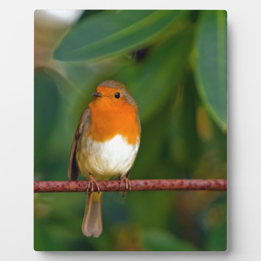 クリスマス・ロビン フォトプラーク (正面)