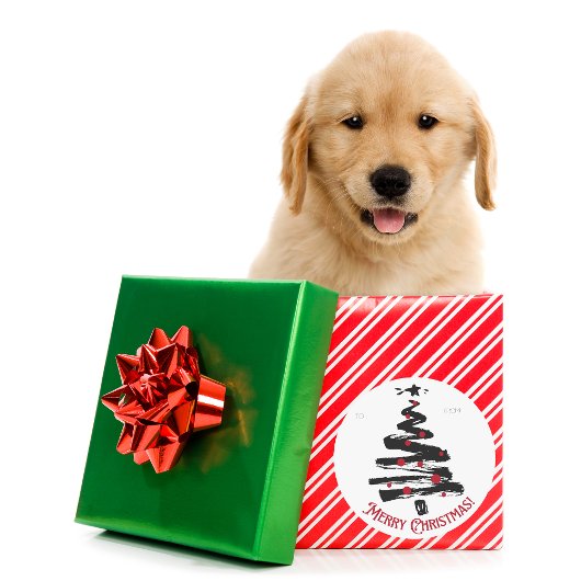 クリスマス,休日,モダンクリスマス,休暇シーズン,C21 ラウンドシール