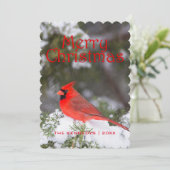 クリスマス-杜松の木の北の基本的な男性 シーズンカード (スタンド正面)