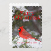 クリスマス-杜松の木の北の基本的な男性 シーズンカード (正面/裏面)