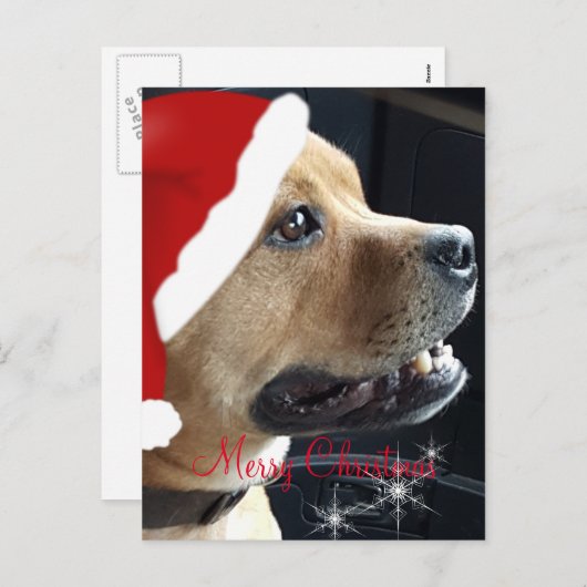クリスマス(犬)スタッフォードブルテリア シーズンポストカード (正面/裏面)