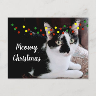 クリスマス 猫 ホリデー ポストカード