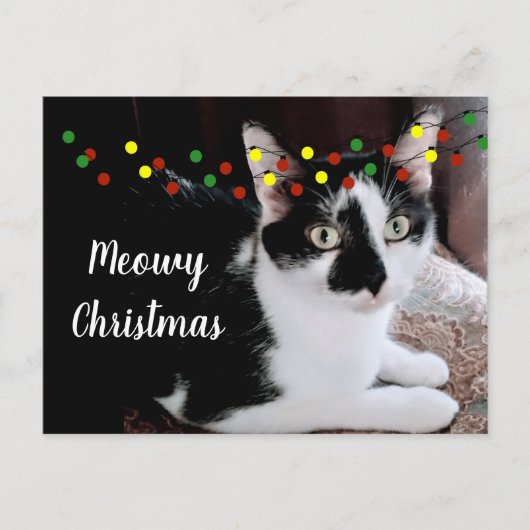 クリスマス 猫 ホリデー ポストカード (正面)