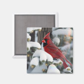 クリスマス(鳥)ショウジョウコウカンチョウ マグネット (正面/裏面)