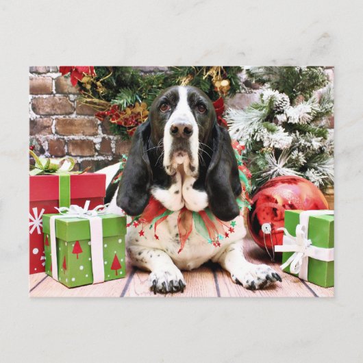 クリスマス – Basset Hound - Jasmine (正面)