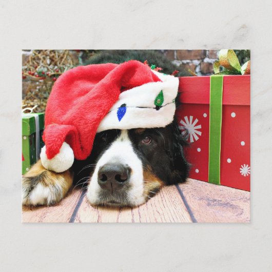 クリスマス – Bernese Mountain Dog - Mya (正面)