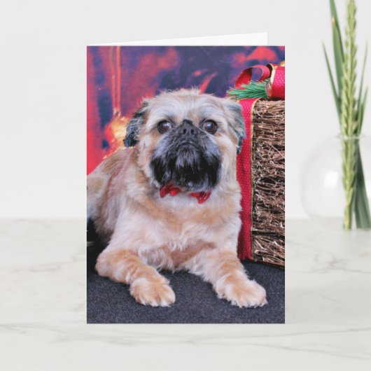 クリスマス – Brussels Griffon - Oliver (正面)