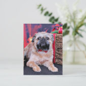 クリスマス – Brussels Griffon - Oliver (スタンド正面)