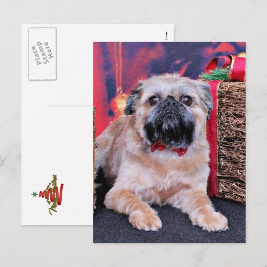 クリスマス – Brussels Griffon - Oliver (正面/裏面)