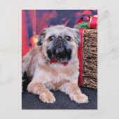 クリスマス – Brussels Griffon - Oliver (正面)