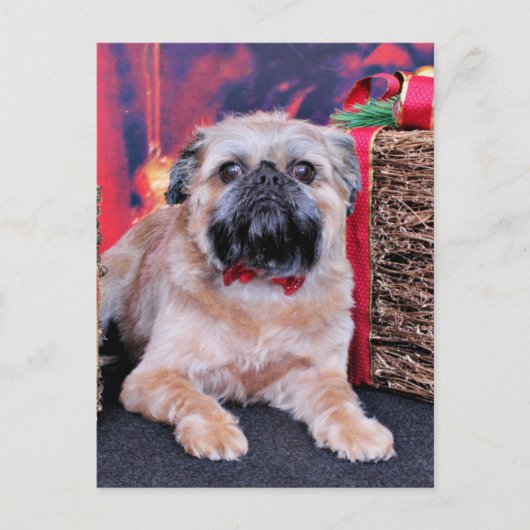 クリスマス – Brussels Griffon - Oliver (正面)