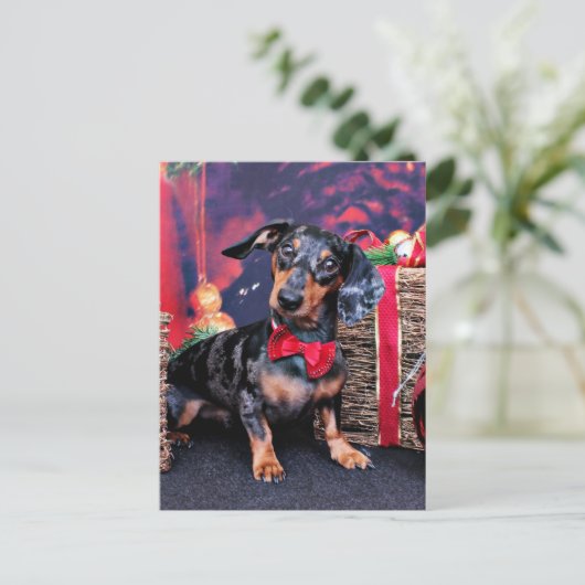 クリスマス – Dachshand – バディ (スタンド正面)