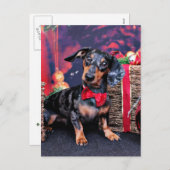 クリスマス – Dachshand – バディ (正面/裏面)