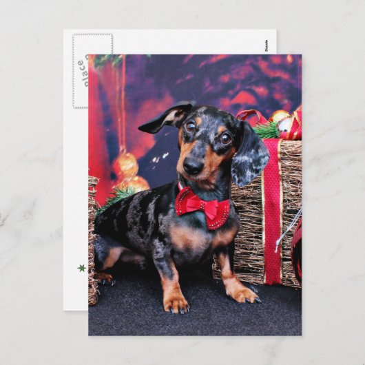 クリスマス – Dachshand – バディ (正面/裏面)