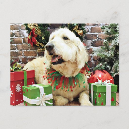 クリスマス – GoldenDoodle - Lacey (正面)