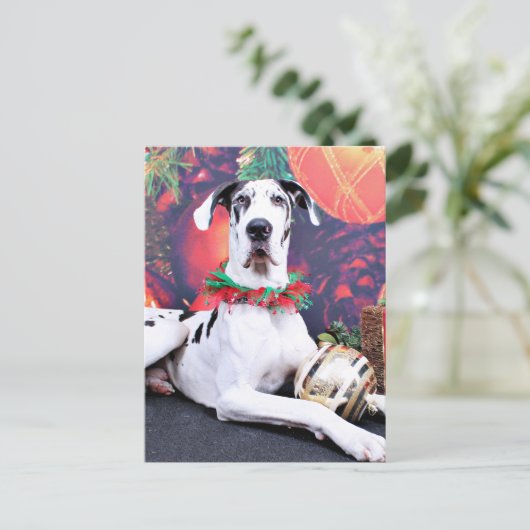 クリスマス – Harlequin Great Dane - Baron (スタンド正面)