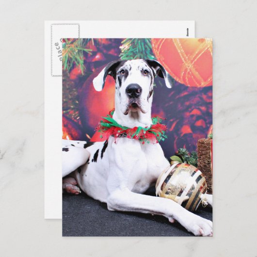 クリスマス – Harlequin Great Dane - Baron (正面/裏面)