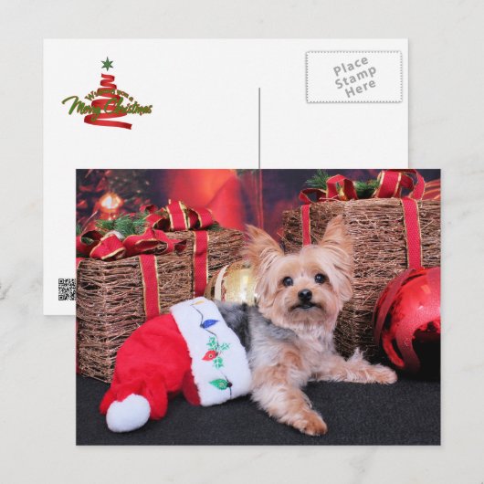 クリスマス – Yorkshire Terrier – ヴィニー (正面/裏面)