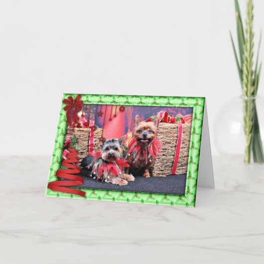 クリスマス – Yorkshire Terrier - Chloe and Rocky (正面)